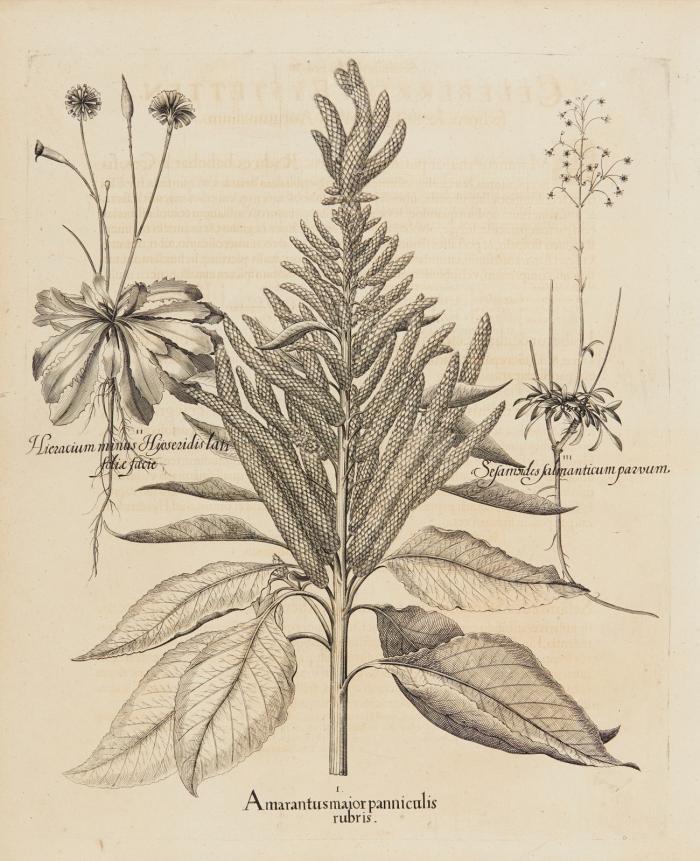 Hortus Eystettensis. I. Amarantus maior panniculis rubris (Amaranth) / II. Hieracium minus Hÿoseridis latifolie facie (Habichtskraut) / III. Sesamoides salmanticum parvum