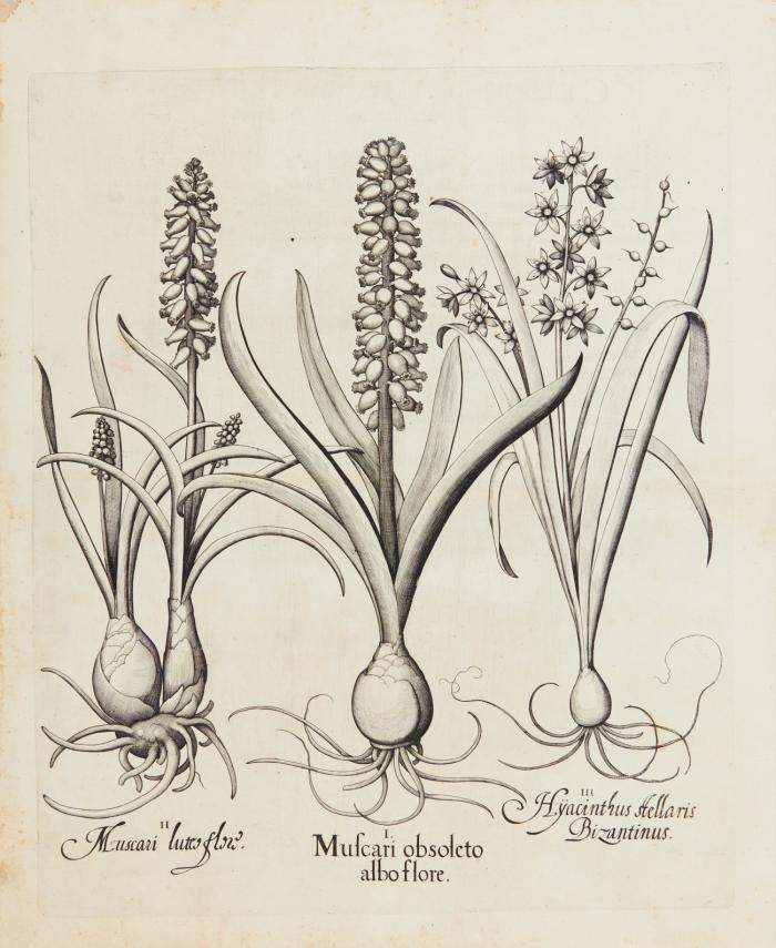 Hortus Eystettensis. I. Muscari obsoleto albo flore / II. Muscari luteo flori (Traubenhyazinthen) / III. Hÿacinthus stellaris Bizantinus (Hyazinthe).