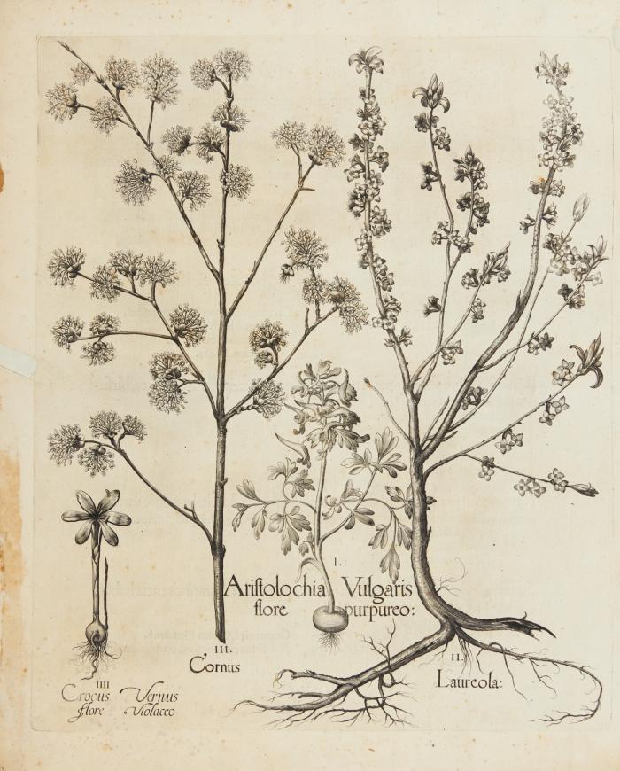 Hortus Eystettensis. I. Aristolochi Vulgaris flore purpureo / II. Laureola (Lorbeer) / III. Cornus (Hartriegel) / IIII. Crocus flore vernus violacea.