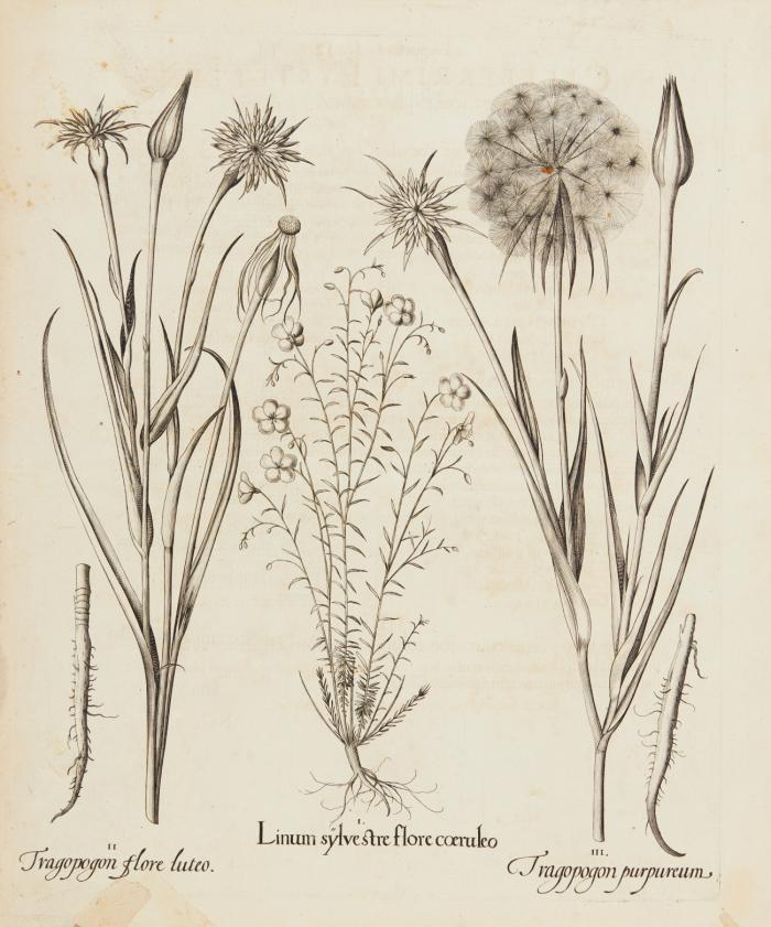 Hortus Eystettensis. I. Flos Armerius albus / II. Flos Armerius ruber / III. Flos Armerius variegatus (Drei Arten der Gattung Gras-Nelke)