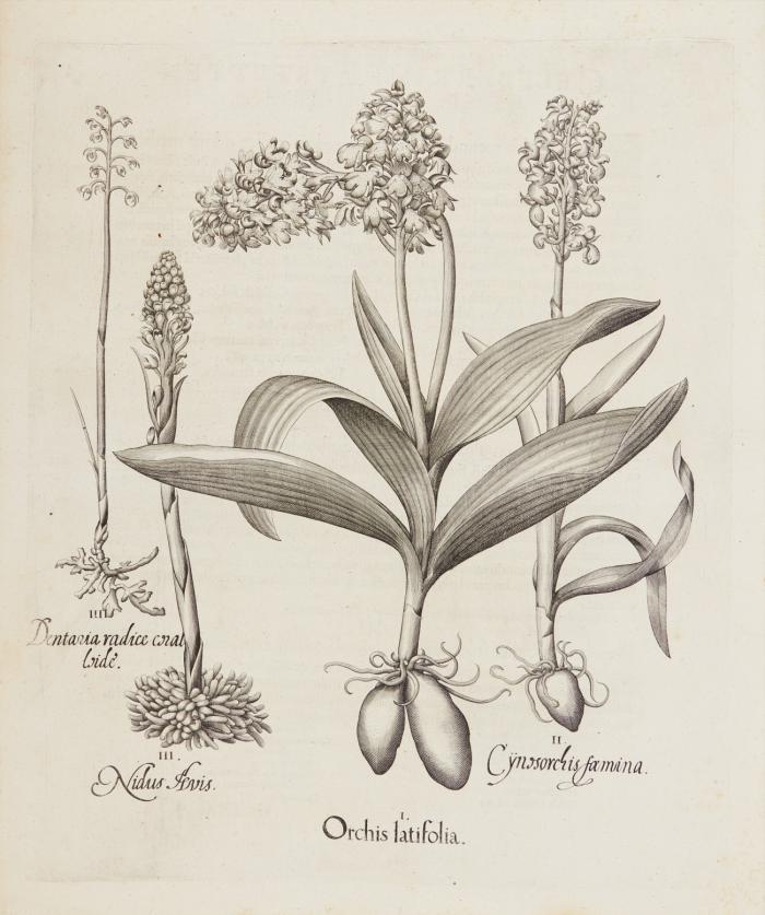 Hortus Eystettensis. I. Orchis latifolia (Breitblättriges Knabenkraut) / II. Cÿnosorchis foemina / III. Nidus Avis (Vogel-Nestwurz) / IIII. Dentaria radice coraloide.