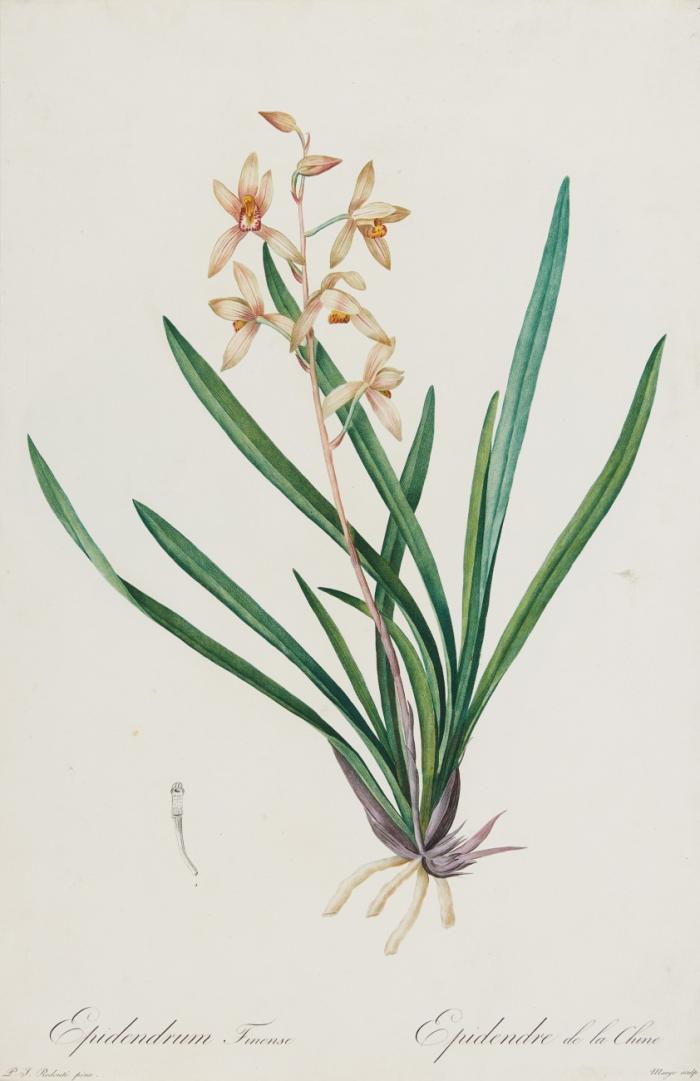 Epidendrum Finense / Epidendre de la Chine