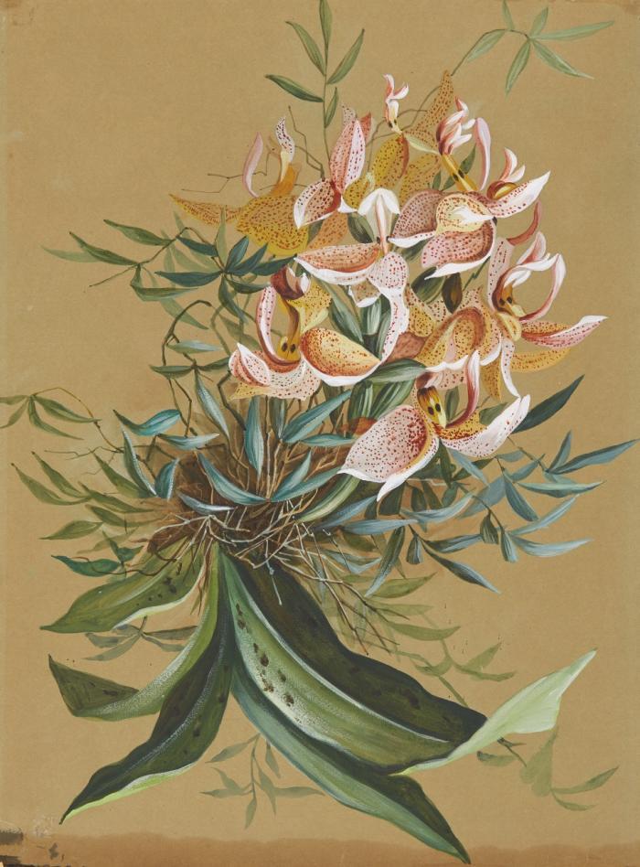 Orchidee