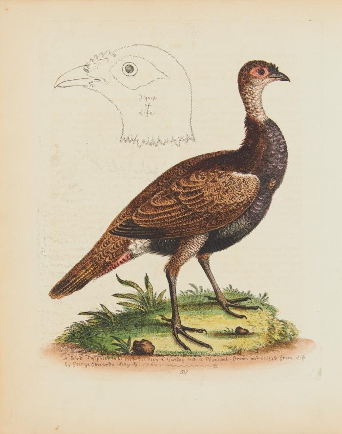 Vögel. - 6 Blatt kolorierte Radierungen aus: Edwards, Natural History of uncommon Birds. London 1743-51.