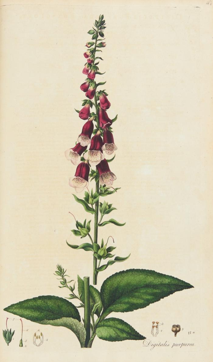 Flora Londinensis: or plates and descriptions of such plants as grow wild in the environs of London.