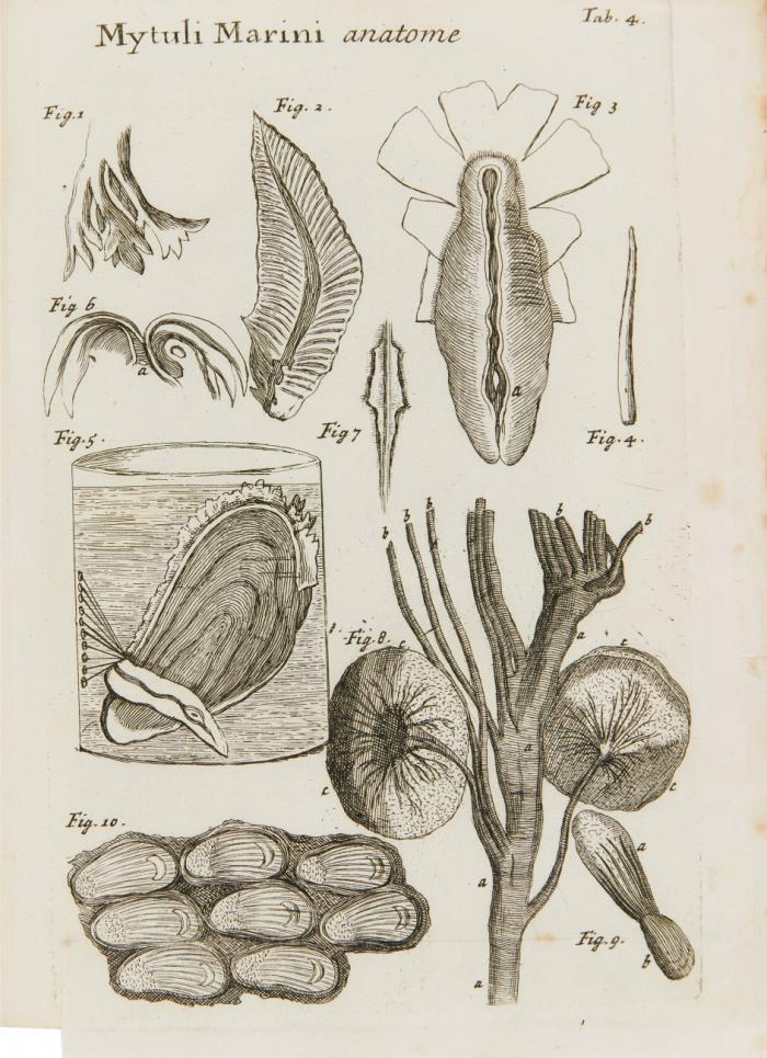 Conchyliorum bivalvium utriusque aquae exercitatio anatomica tertia. Huic accedit Dissertatio medicinalis de calculo humano.