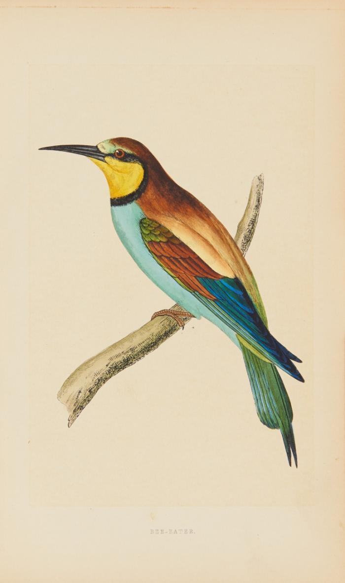A history of British birds. 6 Bde.