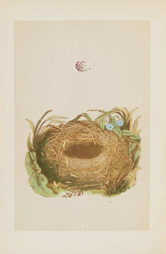 A natural history of the nests and eggs of British birds. Second edition.
