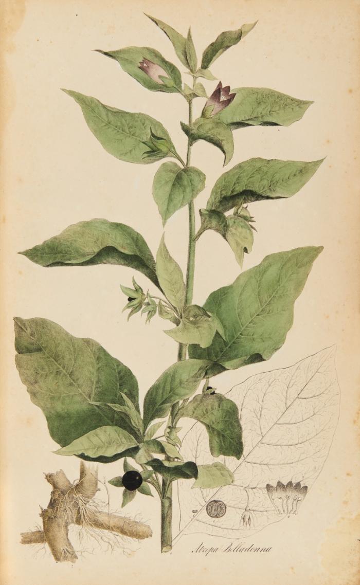 Plantae medicinales oder Sammlung offizineller Pflanzen. - Daraus Tafelband