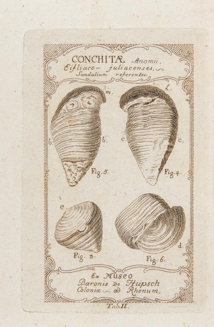 Neue in der Naturgeschichte des Nieder-Deutschlandes gemachte Entdeckungen einiger seltenen und wenig bekanten versteinerten Schaalthiere, zur Erweiterung und Ergänzung des Thierreichs beschrieben.