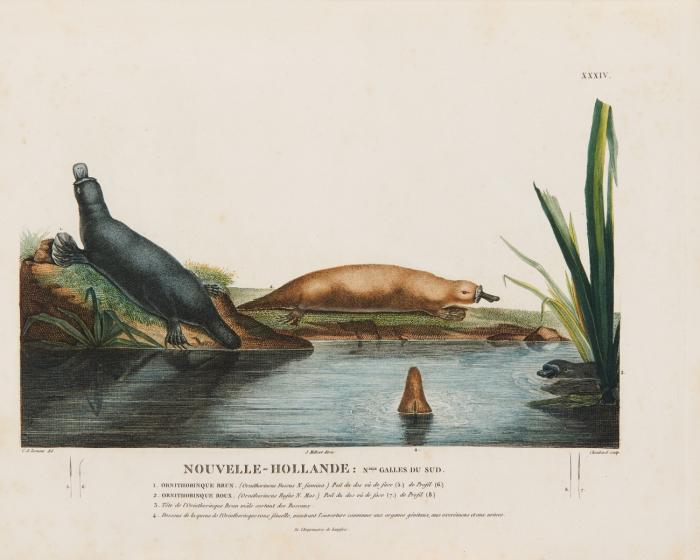 Voyage de découvertes aux terres Australes. Nur Atlas: 2 Tle in 1 Bd.
