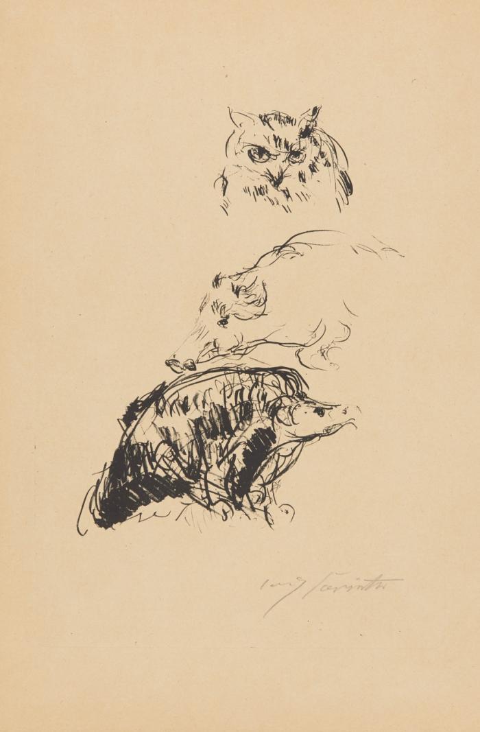 TIERSTUDIE (EULE, SCHWEIN UND ADLER)