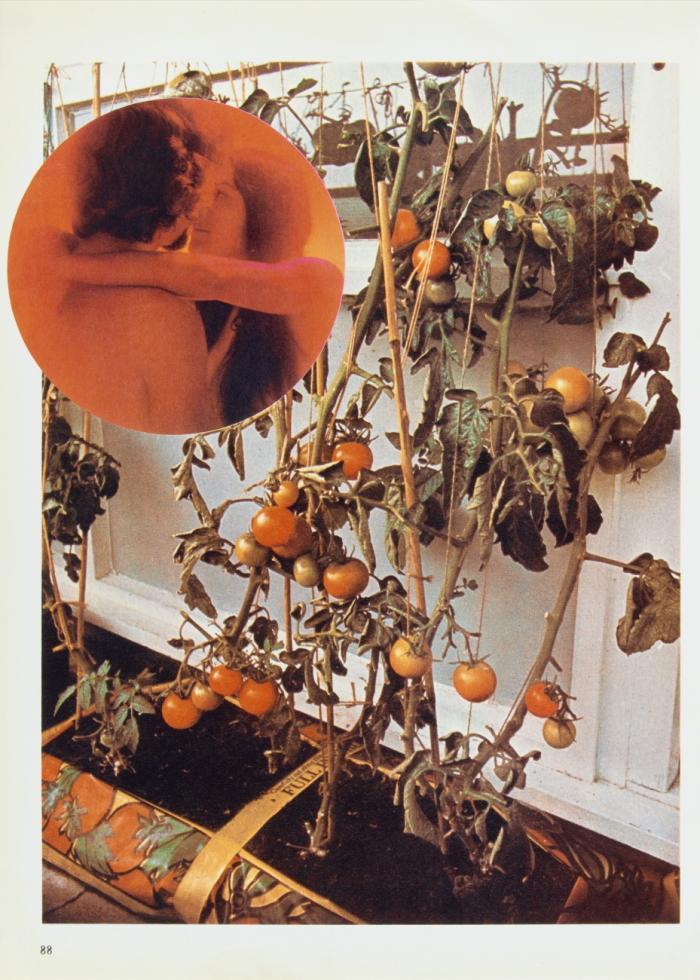 THE TOMATO LOVERS