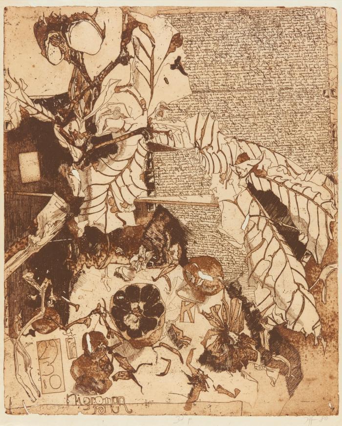 AUS: NIGROMONTANUS