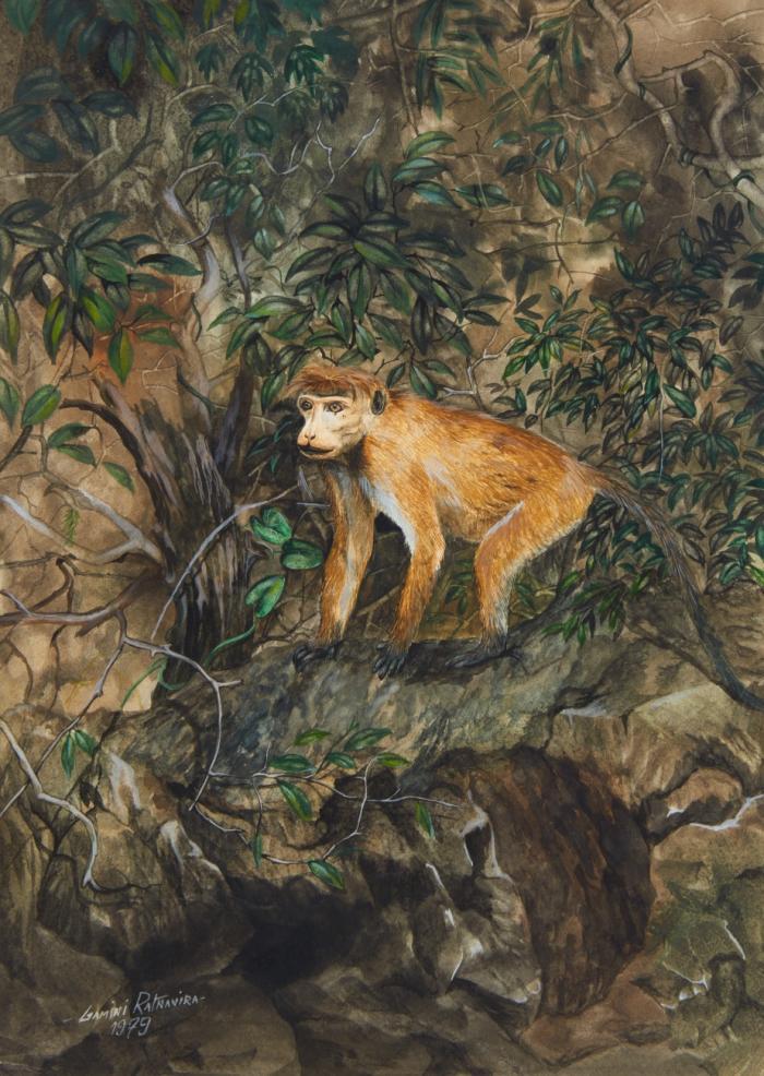 OHNE TITEL (AFFE)