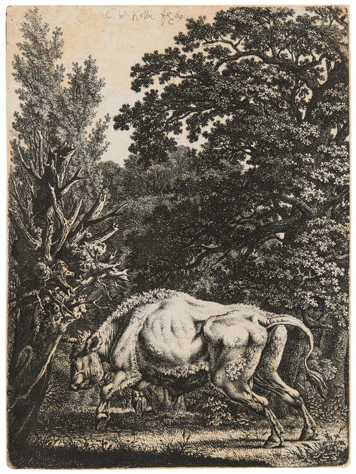 Walddickicht, vor dem ein Stier nach links springt.