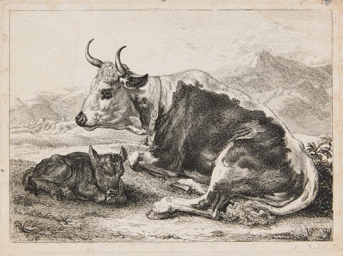 Ruhende Kuh mit Kalb.