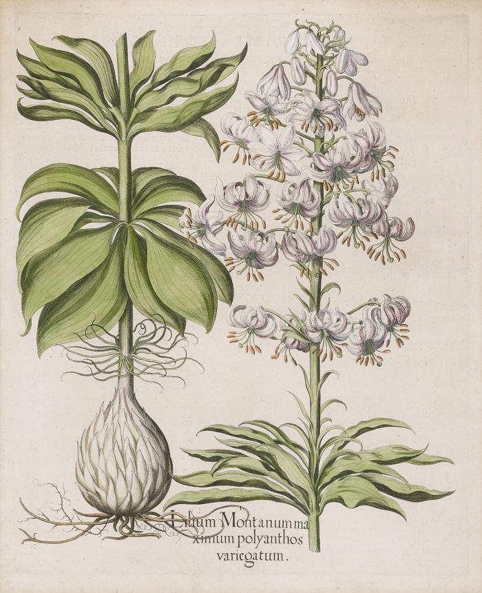 Blumen. – Hortus Eystettensis. Papaver spinosum (Mexikanischer Stachelmohn). / Lilium Montanum maxinum polyanthos variegatum (Vielblütige gefleckte Türkenbund-Lilie mit Zwiebel).
