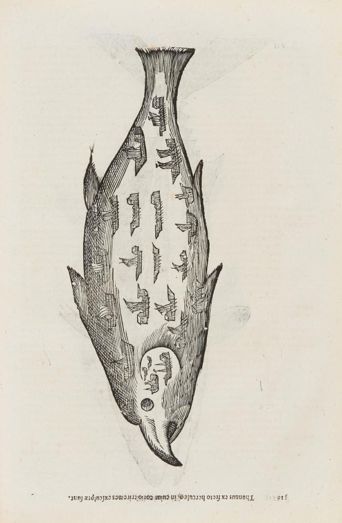 De piscibus libri V et de cetis Lib. unus.