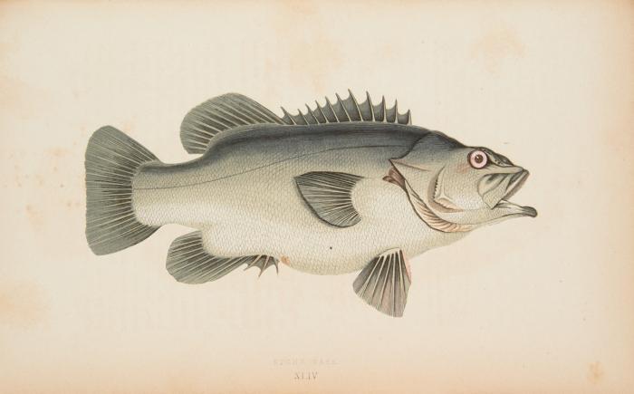 A history of the fishes of the British Islands. 4 Bde.