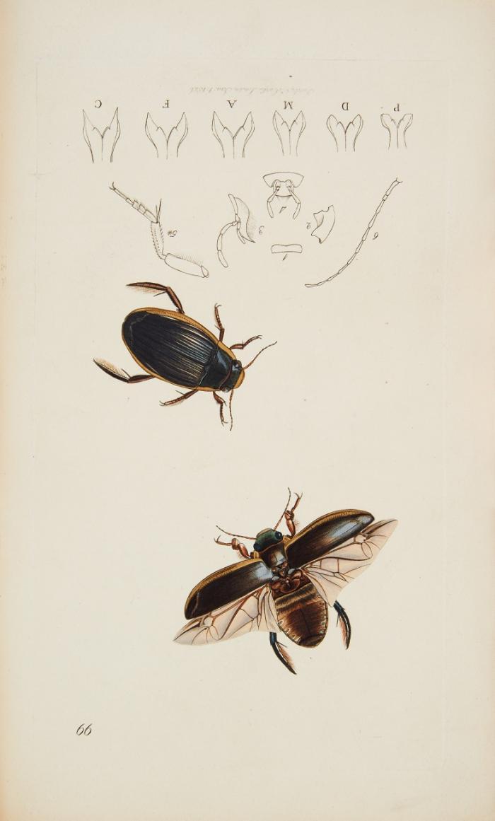 British Entomology; being illustrations and descriptions of the genera of insects found in Great Britain and Ireland. 2 Bde.