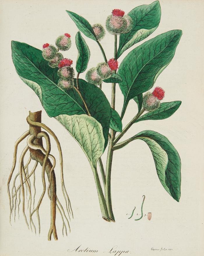 Botanisches Bilderbuch für die Jugend und Freunde der Pflanzenkunde. Bde. I-IV und Bd. V fragmentarisch in 2 Bdn.
