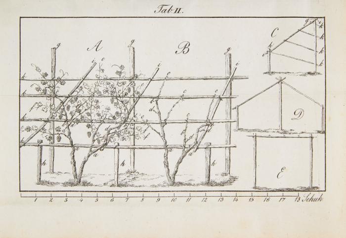 Der Rheinische Weinbau in theoretischer und praktischer Beziehung bearbeitet.