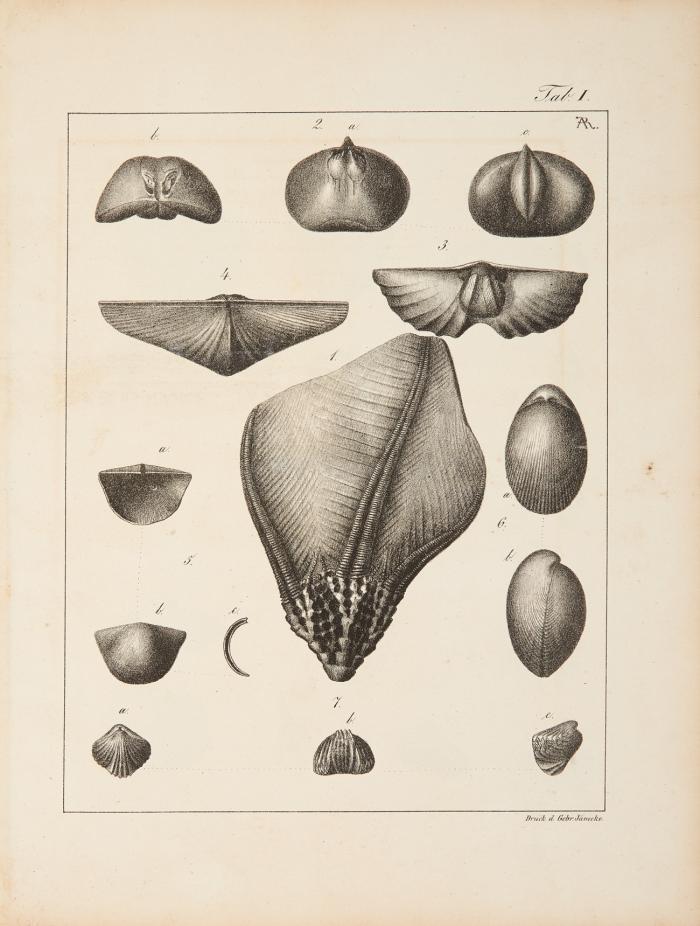 3 paläontologische Schriften in 3 Bden.
1.) Die Versteinerungen des norddeutschen Kreidegebirges. 1841.  Mit 16 Lithotafeln. 1 Bl. (1. Lieferungstitel), IV (mit Haupttitel), 145 SS., 1 nn. S. / 2.) Die Versteinerungen des Harzgebirges. 1843. Mit 12 Lithotafeln. 4 Bll., XX, 40 SS. / 3.) Das Rheinische Uebergangsgebirge. Eine palaeontologisch-geognostische Untersuchung. 1844. Mit 6 Lithotafeln. 4 Bll., 96 SS.