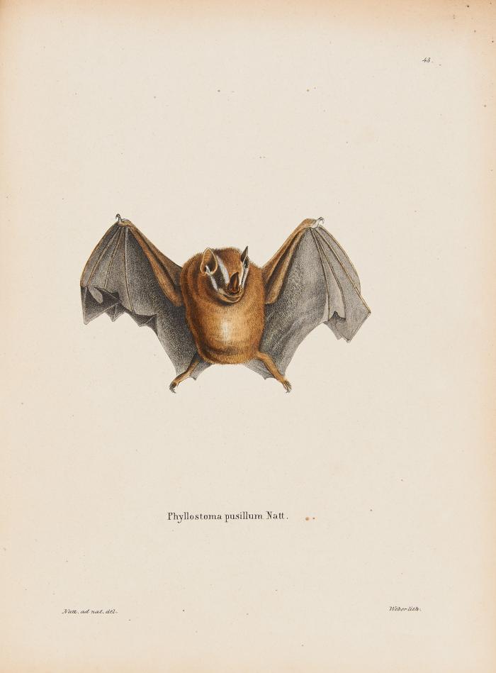 Die Säugthiere in Abbildungen nach der Natur und mit Beschreibungen. Eine Zusammenstellung der neuesten Entdeckungen. ... bearbeitet von A. Wagner.