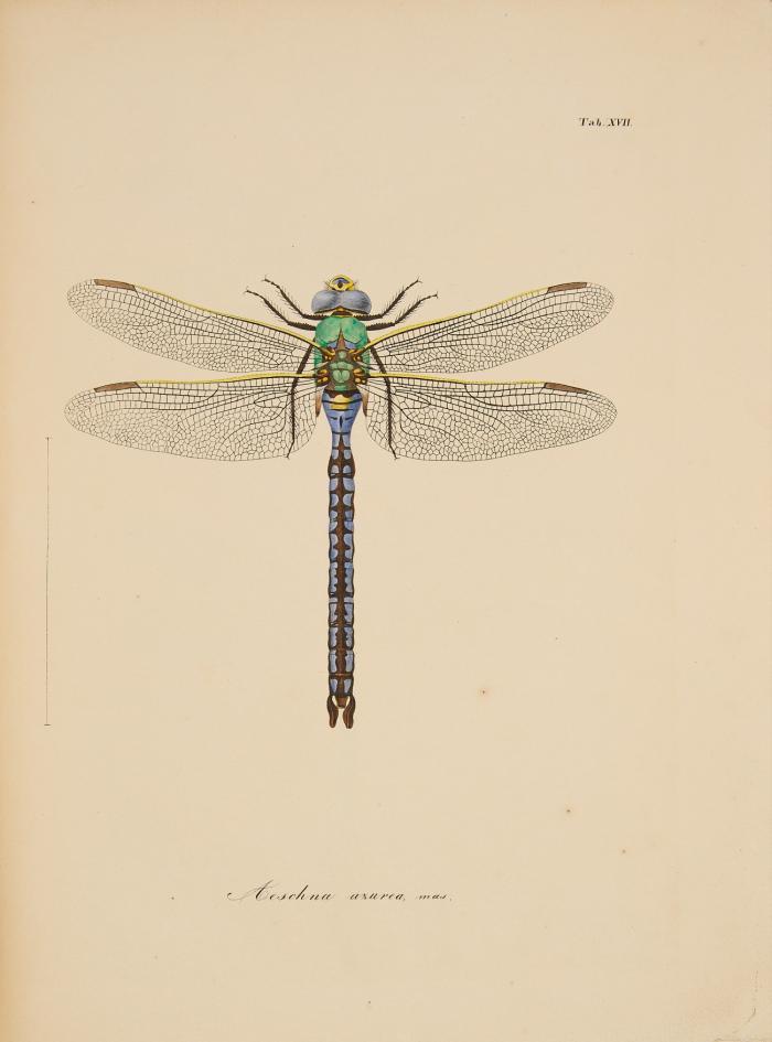 Libellulinae Europaeae. Descriptae ac Depictae.
