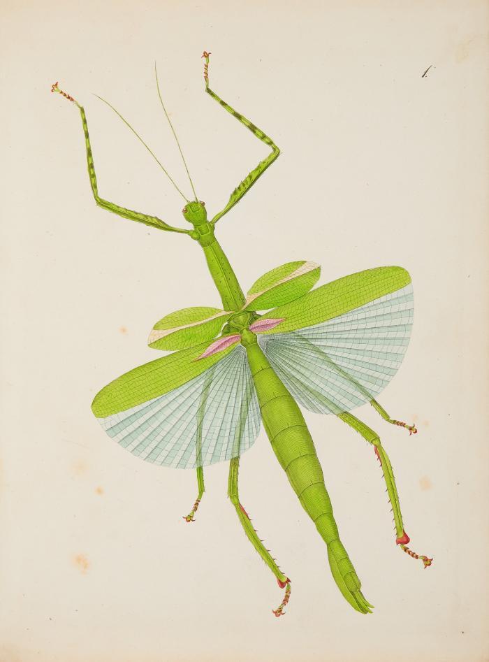 Orthoptera. Descripta et depicta.
