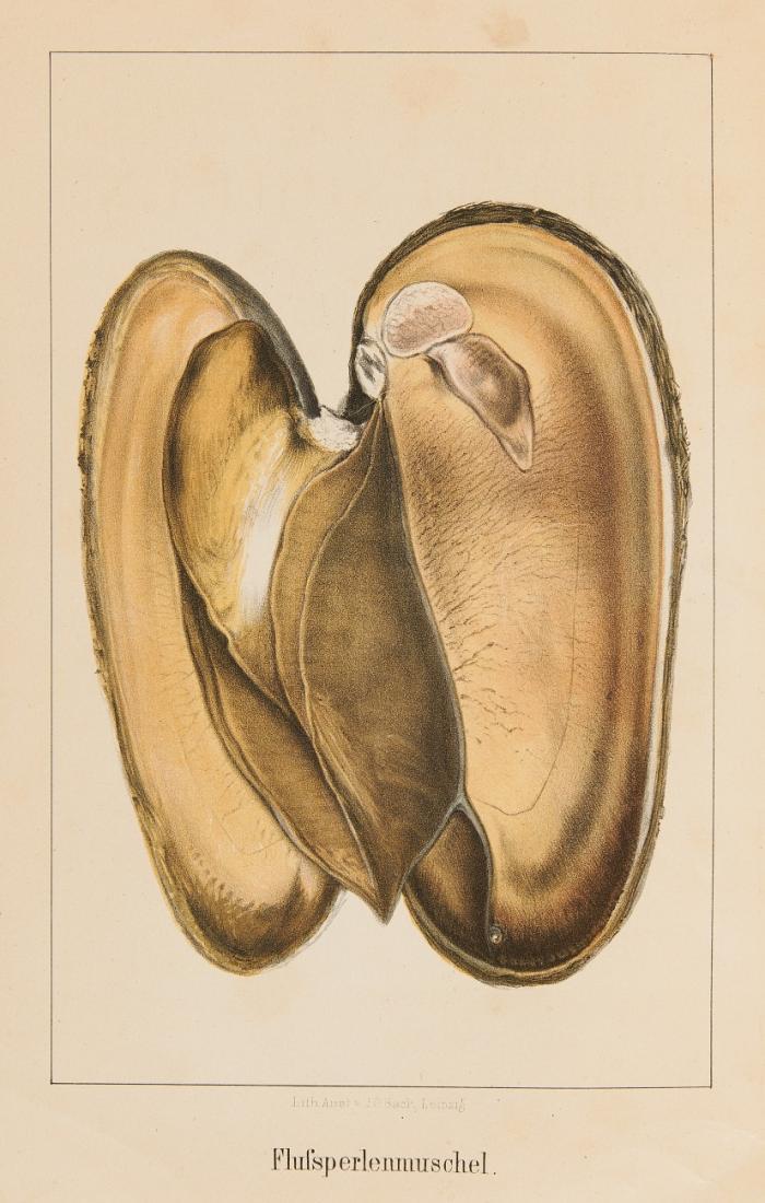 Die Perlmuscheln und Ihre Perlen. Naturwissenschaftlich und geschichtlich mit Berücksichtigung der Perlengewässer Bayerns.