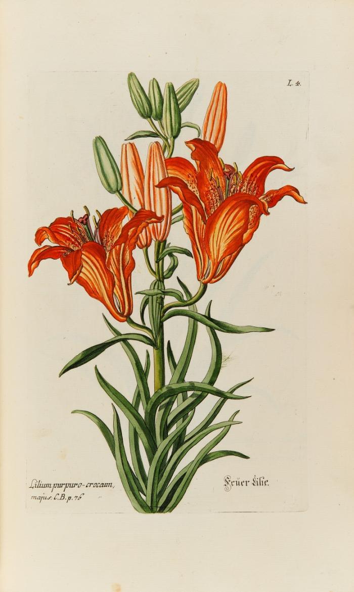 Thesaurus rei herbarii hortensisque universalis ... daraus der Tafelband: Regnum Florae. Das Reich der Blumen mit all seinen Schönheiten, nach der Natur  und ihren Farben vorgestellt 2 Tle in 1 Bd.
