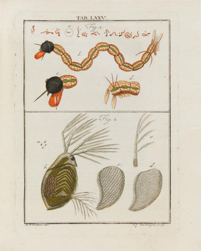 Mikroskopischer Gemüths- und Augen-Ergötzung. [Fragment]. Tle.1 und 2 und Anhang in 1 Bd. (Nürnberg): Ch. de Launoy 1760 - 62. 27 x 22 cm. Mit gest. alleg. Front. und zus. 92 (v. insges. 150) kolor. Kupfertafeln.
