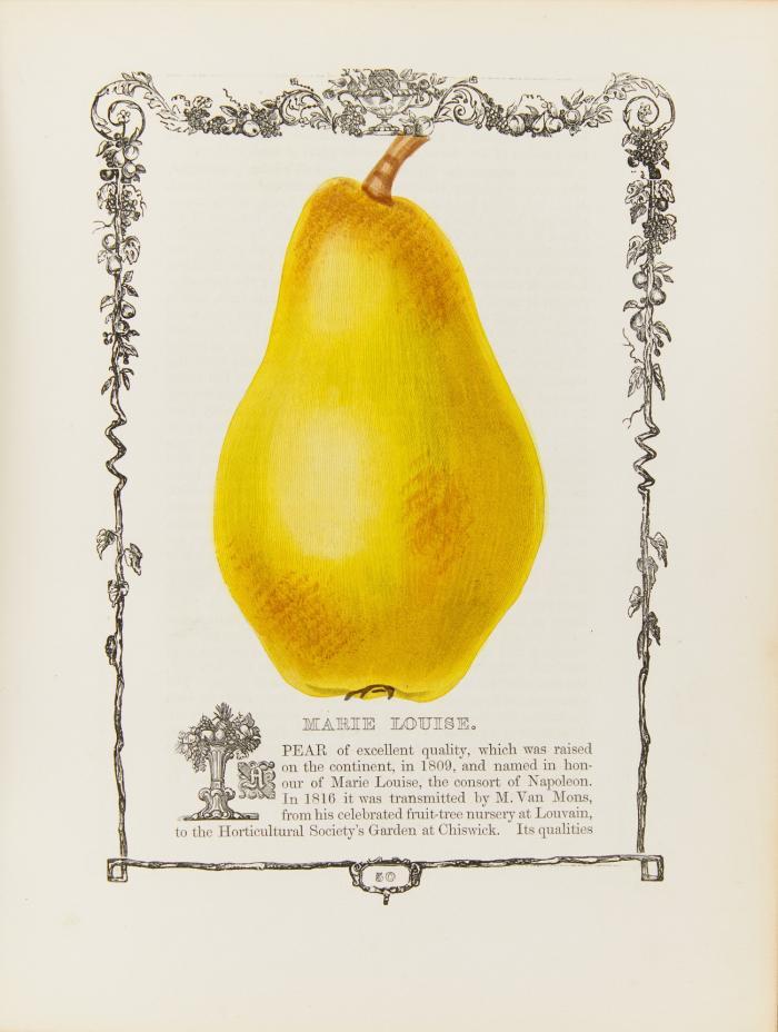 The Botanic Garden; consisting of Highly finished representations of hardy ornamental flowering plants, cultivated in Great Britain; with their names , classes, orders, history, qualities, culture, and physiological observations. Bde. I - XIII in 14 Bdn. /  The Auctarium of the Botanic Garden. 2 Bde. / The Floral Register. 2 Bde. / The Fruitist. 1 Bd.