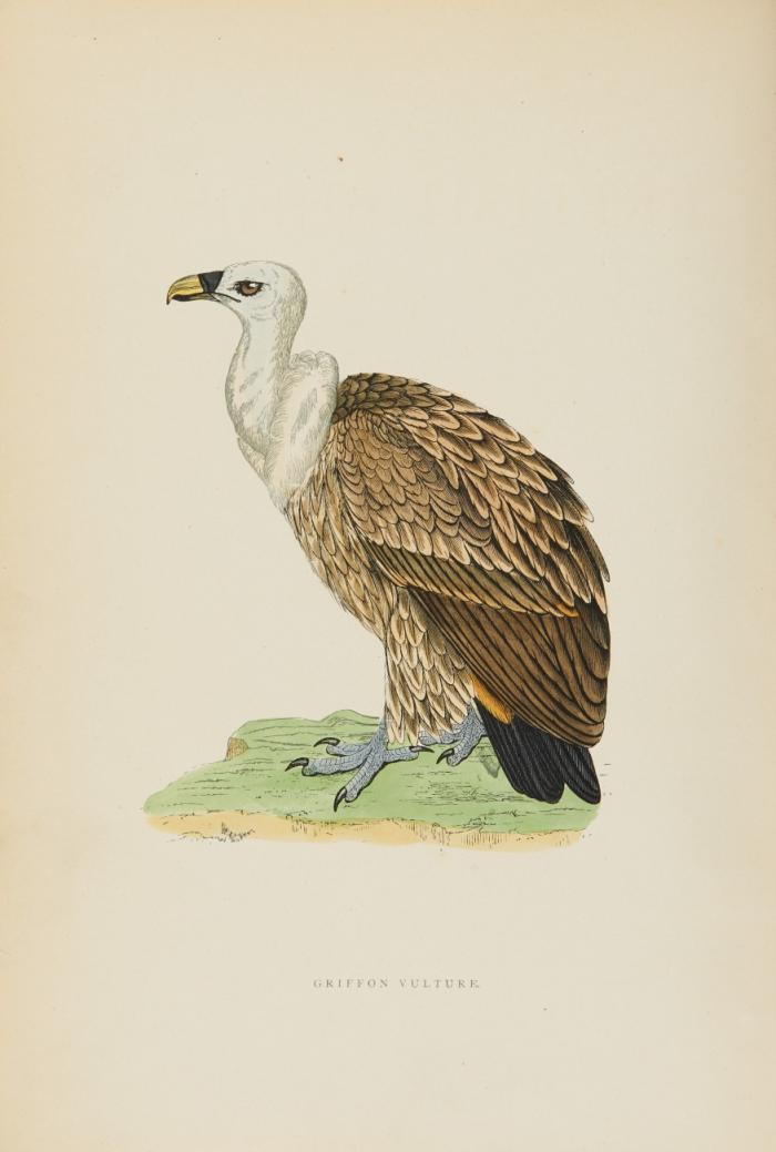 A history of British birds. Fifth edition. Revised and brought up to date, with an appendix of recently added species. 6 Bde.