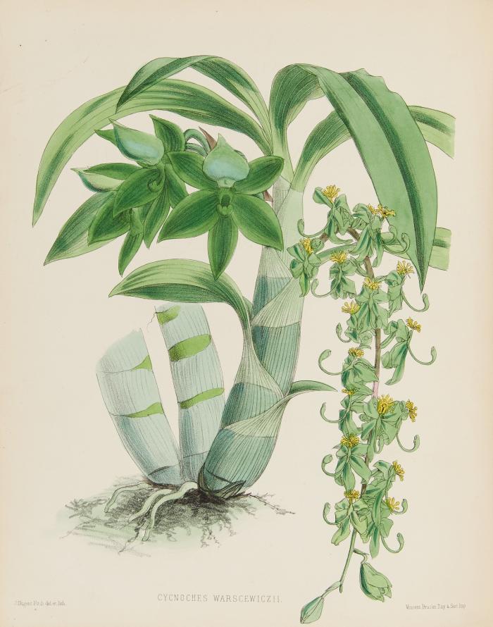 Grundzüge einer vergleichenden Morphologie der Orchideen.