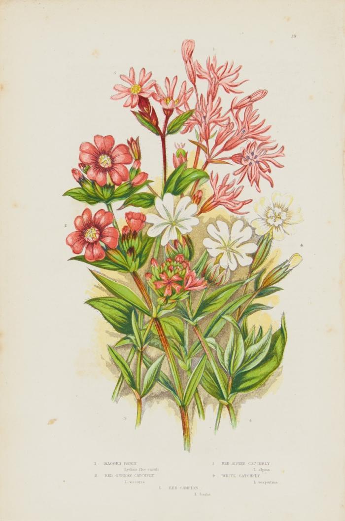 The flowering plants of Great Britain. Bde. I-III (von 4 ) Bdn.