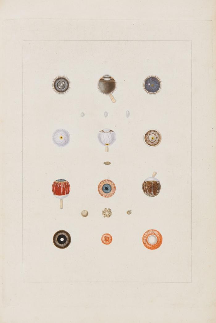 Icones oculi humani./ Icones organorum humanorum. Gustus et vocis. / Icones organorum humanorum. Olefactus. 3 Bde.
