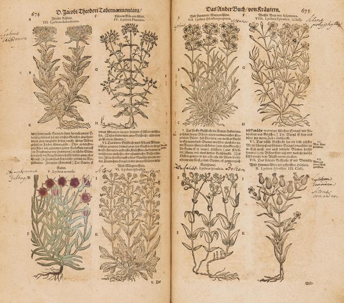 Tabernaemontanus, Jakob Theodor: New vollkommen Kräuter-Buch, darinnen uber 3000. Kräuter, mit schönen vnd kunstllichen Figuren ... beschrieben. Vormahls durch D. Casparum Bauhinum ... gebesseret. Jetzt widerumb auffs newe übersehen ... und ... vermehret durch Hieronymum Bauhinum.