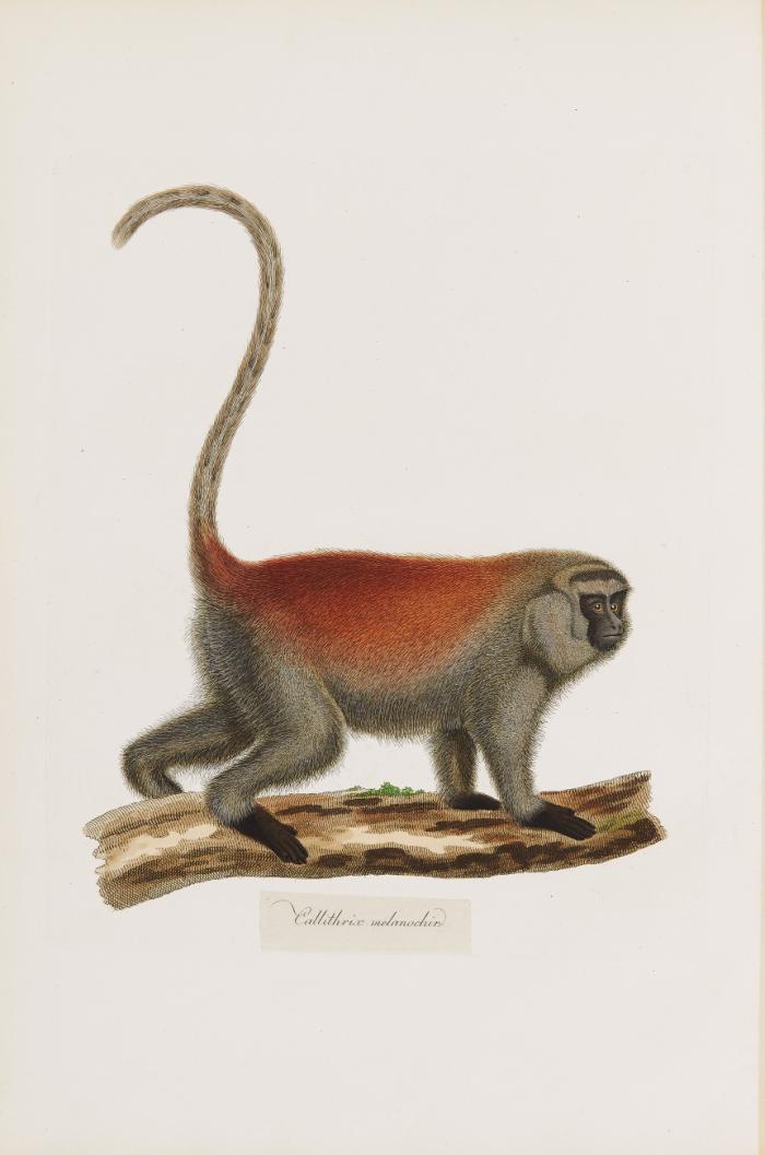 Abbildungen zur Naturgeschichte Brasiliens. Recueil de planches coloriées d'animaux du Brésil.