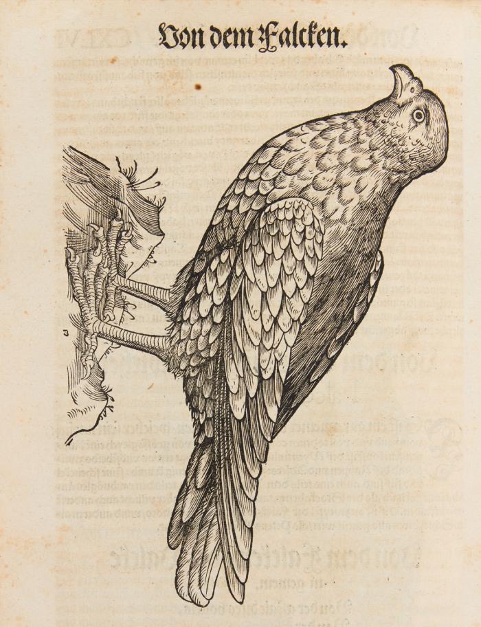 Thierbuch. Das ist eine kurtze beschreybung aller vierfüssigen Thieren, so auff der erden und in wassern wonend, sampt jrer waren conterfactur. ... Erstlich in Latin beschriben jetzunder aber durch Cunrat Forer zu mererem nutz aller mengklichen in das Teütsch gebracht und ind ein kurtze komliche ordnung gezogen. / Vogelbuch. Dariñ die art, natur und eigenschafft aller vöglen sampt jrer waren contafacrur angezeiget wirt: Erstlich durch Doctor Conradt Geßner in Latin beschriben: neüwlich aber durch Rudolff Heüßlin mit fleyß in das Teütsch gebracht ... / Fischbuch. Das ist ein kurtze, doch vollkom[m]ne beschreybung aller Fischen so in dem Meer und süssen wasseren, seen, Flüssen oder anderen Bächen ... jetzt neüwlich aber durch D. Cünrat Forer zu grösserem nutz allen liebhaberen der künsten in das Teütsch gebracht. 3 Tle. in 1 Bd.