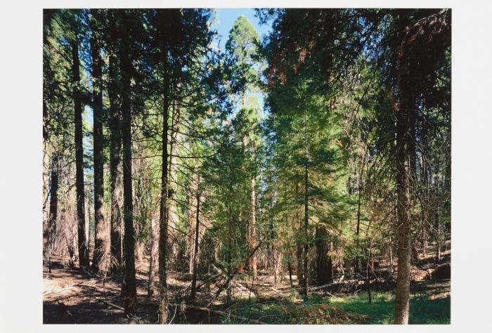 PARADIES