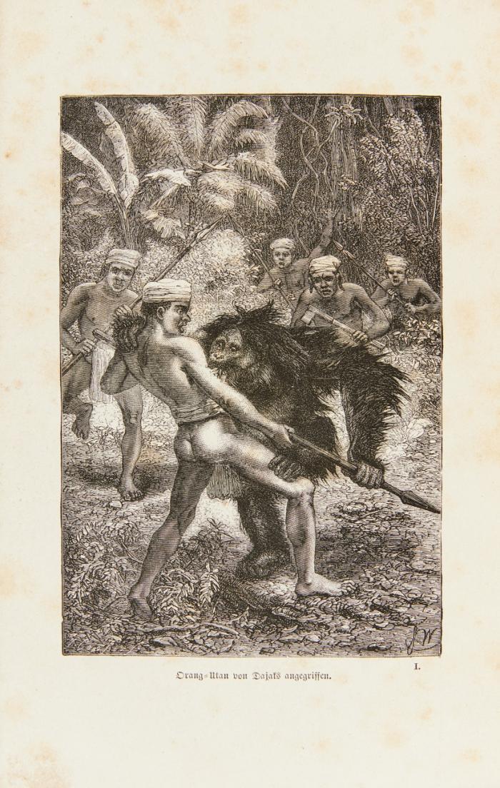 Der Malayische Archipel: Die Heimath des Orang-Utan und des Paradiesvogels. Reiseerlebnisse und Studien über Land und Leute. 2 Bde.