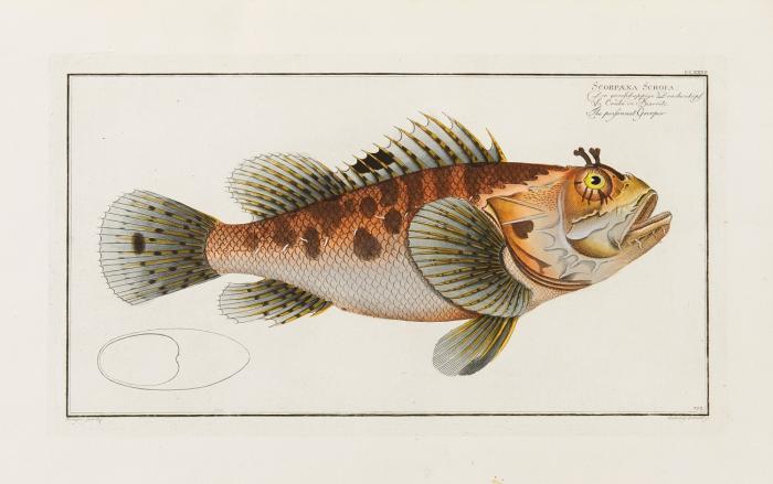 Ichthyologie ou histoire naturelle générale et particulière des poissons. 12 Tle. in 3 Text- und 3 Tafelbänden.