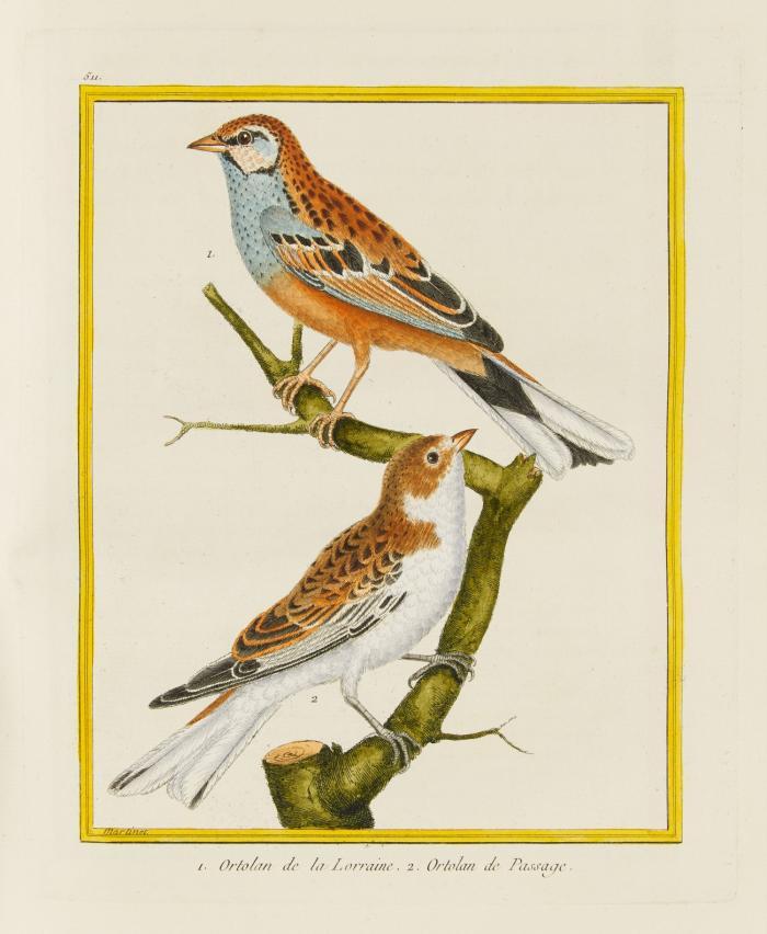 Histoire naturelle des oiseaux. Tome premier / troisième / quinzième. 3 Bde. (v. 10).