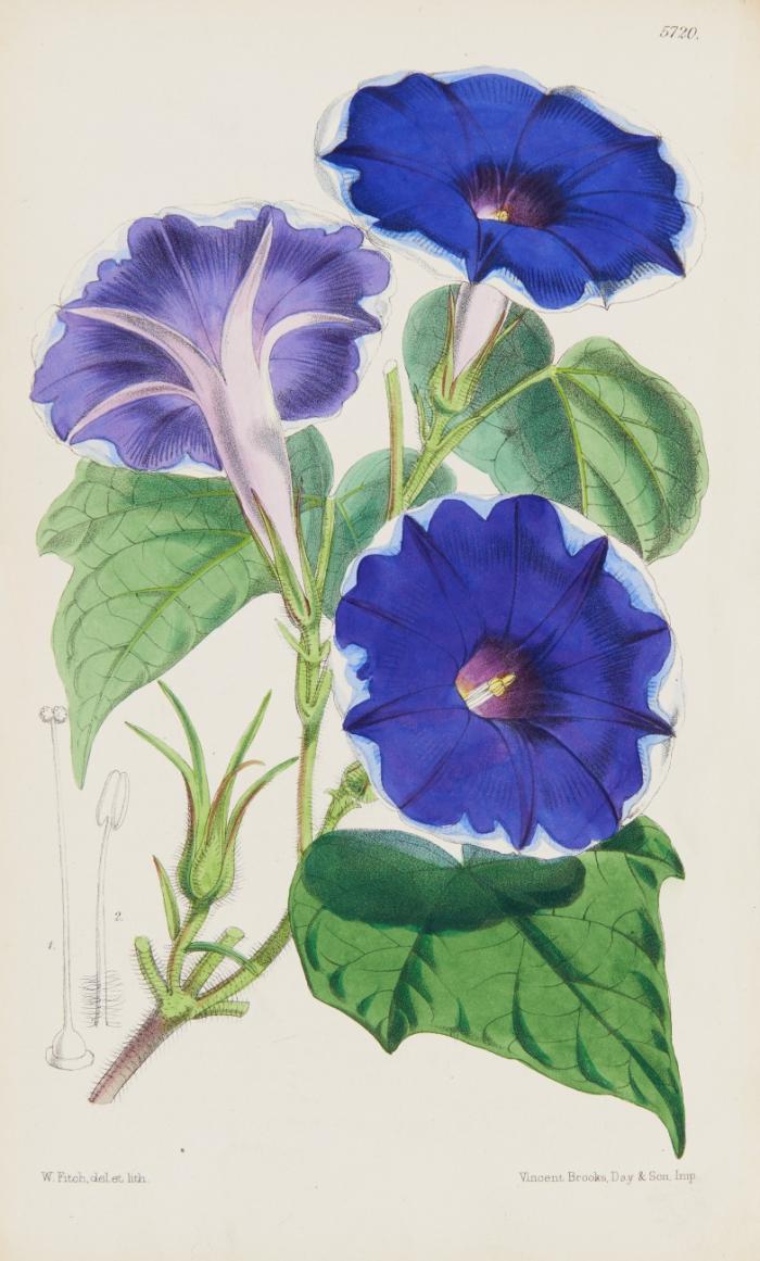 Botanical Magazine, comprising the plants of the Royal Gardens of Kew ... by Sir William J. Hooker. Third series / Vol. XX - XXIV (= Vol. XC - XCIV des Gesamtwerkes) in 5 Bdn.