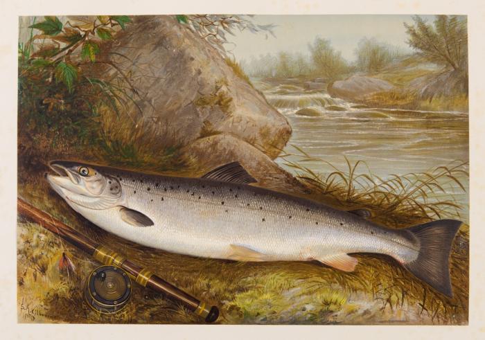 Game fishes of the United States.