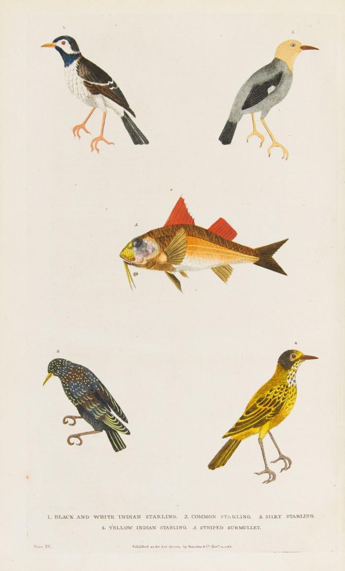 A new dictionary of natural history; or compleat universal display of animated nature. With accurate representations of the most curious and beautiful animals ... 2 Bde.