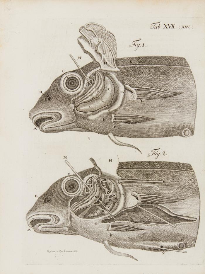 Vergleichung des Baues und der Physiologie der Fische mit dem Bau des Menschen und der übrigen Thiere durch Kupfer erläutert. Aus dem Englischen übersetzt und mit einigen Zusätzen und Anmerkungen von P. Camper vermehrt durch Johann Gottlob Schneider. Angeb.: Tiedemann, Friedrich: Anatomie des Fischherzens.
